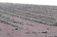 Σε Ν.Ζίχνη και Αμφίπολη: Ολοκληρωτική η καταστροφή για τους αγρότες