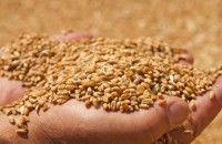 Ντόμινο αυξήσεων στα τρόφιμα: Τέλεια καταιγίδα