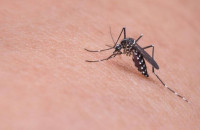 Μεγάλη ανησυχία από τους επιστήμονες – «Ίσως και μια μετάλλαξη μακριά ο Ζίκα για να γίνει πανδημία»