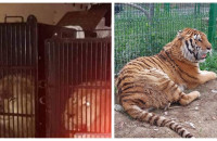 Από την Μύκονο τα λιοντάρια βρέθηκαν στα …Τίρανα!