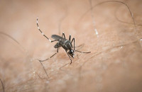 Πρώτο κρούσμα του ιού του Δυτικού Νείλου στην Ελλάδα – Η ανακοίνωση του ΕΟΔΥ