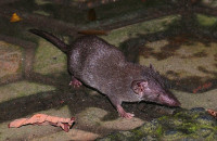 «Συναγερμός» στην Κίνα για τη ζωονόσο Langya: Όσα ξέρουμε μέχρι στιγμής