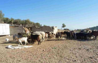 Μάνδρα: Ομολόγησε ο 14χρονος ότι σκότωσε τον αδελφό του