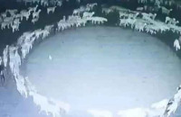 Εκατοντάδες πρόβατα περπατούν κυκλικά για 14 συνεχόμενες μέρες στην Κίνα