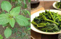 Χόρτα βλίτα: Ανεκτίμητη διατροφική αξία – Ποια τα οφέλη αλλά και οι παρενέργειες – Τι να προσέχετε