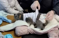 Ρωσία: Γυναίκα «έντυσε» τη γάτα της μωρό για να περάσει ναρκωτικά – Δείτε βίντεο