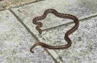 Νέα Αγχίαλος: Οχιά δάγκωσε γυναίκα σε αυλή σπιτιού