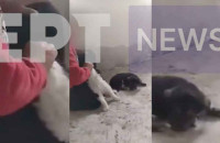 Ανακοίνωση της Π.Φ.Π.Ο για τον Θάνατο κουταβιού στις Σέρρες από ανήλικο