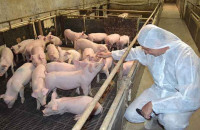 Και πάλι στο Νομό Σερρών κρούσμα Αφρικανικής Πανώλης