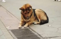 Σκύλος κοίταζε τον υπόνομο κάθε μέρα – Οι άνθρωποι σοκαρίστηκαν όταν άνοιξαν την καταπακτή