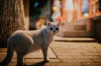 Κίνα: Διάσωση 1.000 γατών από σφαγή – Το κρέας τους θα πωλούταν ως χοιρινό κι αρνίσιο