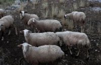 Για την αντιμετώπιση της ευλογιάς των αιγοπροβάτων: 7 μέτρα σε ισχύ στις Σέρρες