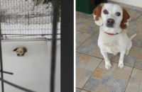 Σώθηκε σκυλάκι στην Λήμνο που το είχαν αφήσει δεμένο μέσα στο χιόνι