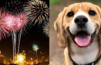 Καβάλα: Θα καλωσορίσουν το 2024 με αθόρυβα πυροτεχνńματα για να μην τρоμάξоυν τα ζώα