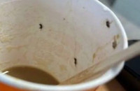 Σοκ για 21χρονη: Πήρε καφέ από αεροδρόμιο γεμάτο… έντομα – Βρέθηκε στην εντατική