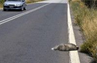 Ερώτηση Βαλταδώρου για την περισσυλογή Νεκρών ζώων στη Περιφέρεια ΚΜ