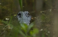 Ινδία: Τσακώθηκαν και η μάνα πέταξε το 6χρονο παιδί τους σε ποτάμι με κροκόδειλους