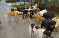 5.000.000,00 € στους δήμους για τα αδέσποτα