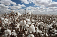 «Κλείδωσε» το νέο πρόγραµµα για τη μείωση αποτυπώματος του άνθρακα στη βαμβακοκαλλιέργεια