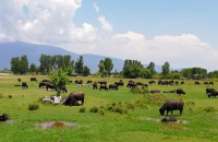 Από τον Κτηνοτροφικό Συνεταιρισμό Βουβαλοτρόφων επιστημονική ημερίδα στην Κερκίνη