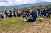 Στο «Κορυφούδι» στην Κερκίνη δακτυλίωση πουλιών και τοποθέτηση πομπών δορυφορικής παρακολούθησης