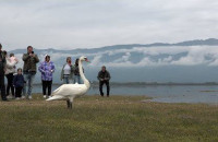 Στη Λίμνη Κερκίνη αφέθηκε ελεύθερος εντυπωσιακός βουβόκυκνος