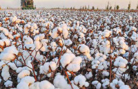 Δελτίο Γεωργικών Προειδοποιήσεων για την φυτοπροστασία του Βαμβακιού