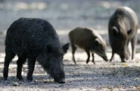Κρούσμα πανώλης των χοίρων στα όρια των Νομών Σερρών και Καβάλας
