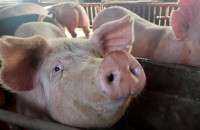 Σέρρες: Κρούσμα αφρικανικής πανώλης των χοίρων- Μέτρα από την Π.Ε