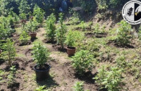 Συνελήφθη ένα άτομο για καλλιέργεια δενδρυλλίων κάνναβης στο Κιλκίς : Κατασχέθηκαν 60 δενδρύλλια κάνναβης ύψους έως 170 εκατοστών