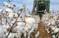 ΔΑΟΚ Σερρών: Δελτίο Γεωργικών Προειδοποιήσεων για την Φυτοπροστασία στην καλλιέργεια του Βαμβακιού