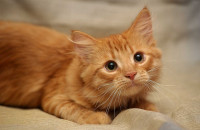 Φιλοζωικός Όμιλος Σερρών ΦΟΣ - Πρόγραμμα δωρεάν στειρώσεων δέσποτων γατών (1-9) Σεπτεμβρίου