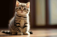 Οι γάτες μπορεί να είναι το «κλειδί» για τη θεραπεία καρκίνων σε ανθρώπους, σύμφωνα με νέα μελέτη