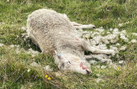 Ευλογιά των προβάτων: Επιβεβαιώθηκε το κρούσμα στα Νέα Κερδύλια Σερρών