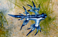 Ισπανία: Κλείνουν παραλίες λόγω «μπλε δράκων» – Τι είναι αυτά τα δηλητηριώδη πλάσματα