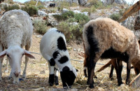 Κακή η διαχείριση της ευλογιάς από το ΥΠΑΑΤ