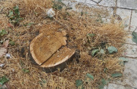 Παναγιώτης Κοτρώνης: Κοπή Δέντρου στο κέντρο των Σερρών