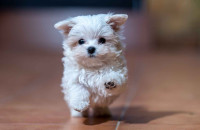 5 κίνδυνοι από τους οποίους απειλείται η υγεία του σκύλου σας το καλοκαίρι