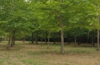 Κιλκίς: Αναγεννάται το μνημείο της Φύσης «Χίλια Δέντρα»