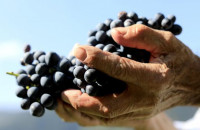 Τεράστια επιτυχία για την γιορτή τρύγου στο Νέο Σούλι