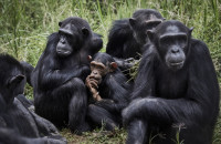 Μελέτη- Οι χιμπατζήδες καταναλώνουν τακτικά αλκοόλ