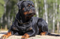 Ροτβάιλερ επιτέθηκε και τραυμάτισε πολίτη στην Καλαμάτα - Αστυνομικός πυροβόλησε και σκότωσε τον σκύλο