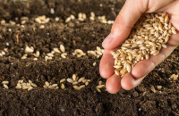 ΕΛΓΟ-ΔΗΜΗΤΡΑ- Nέο κεφάλαιο στην παραγωγή πολλαπλασιαστικού υλικού οπωροφόρων δένδρων στην Ελλάδα