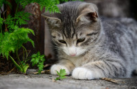 Γιατί οι γάτες ανεβαίνουν στα δέντρα και δεν μπορούν να κατέβουν; Τι να κάνετε και τι όχι για να τις βοηθήσετε