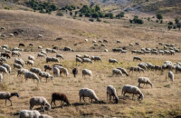 Οι στρατιωτικοί κτηνίατροι: Στη γραμμή άμυνας κατά της ευλογιάς