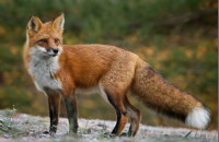 Έναρξη της 22ης Εμβολιαστικής Εκστρατείας των Κόκκινων Αλεπούδων για το Πρόγραμμα Επιτήρησης και Καταπολέμησης της Λύσσας