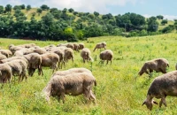 ΠΟΔΕΓΥ -Έκτακτα μέτρα για την αντιμετώπιση των επιζωοτιών ή για την τακτοποίηση ημετέρων;