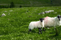 ΥΠΑΑΤ- Διεύρυνση της κάλυψης λειτουργικών δαπανών κατά της ευλογιάς και του αφθώδους πυρετού
