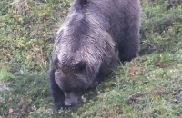 Καφέ αρκούδα επιτέθηκε σε Αμερικανούς στρατιώτες στην Αλάσκα