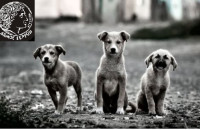 Στο Δήμο Σερρών για την Παγκόσμια Ημέρα Αδέσποτων Ζώων -Δράση ευαισθητοποίησης